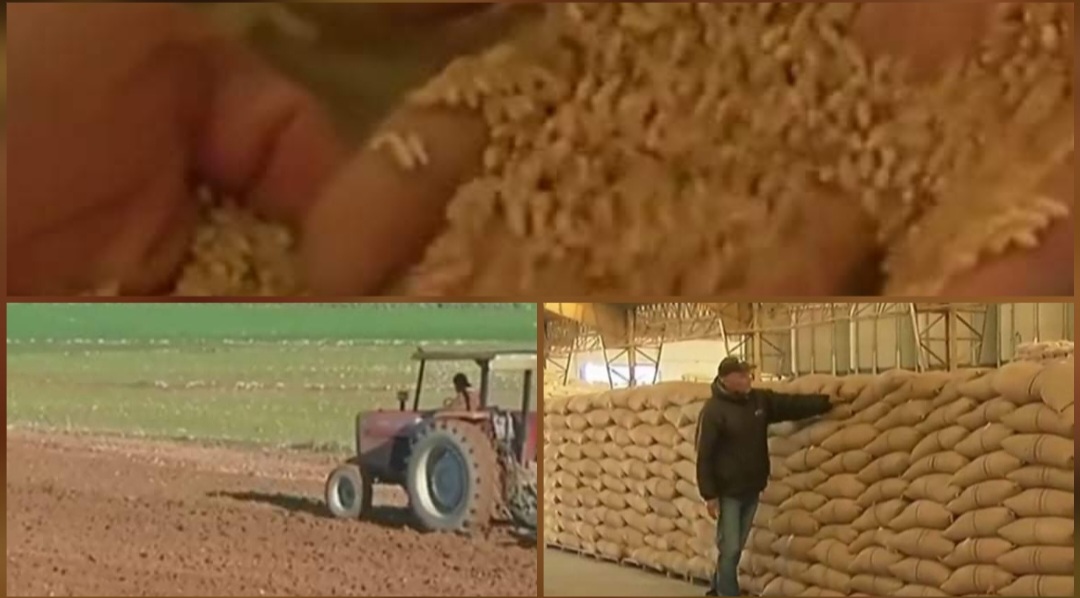 الشمال الغربي.. انطلاقة مُتعثرة لموسم الزراعات الكبرى 